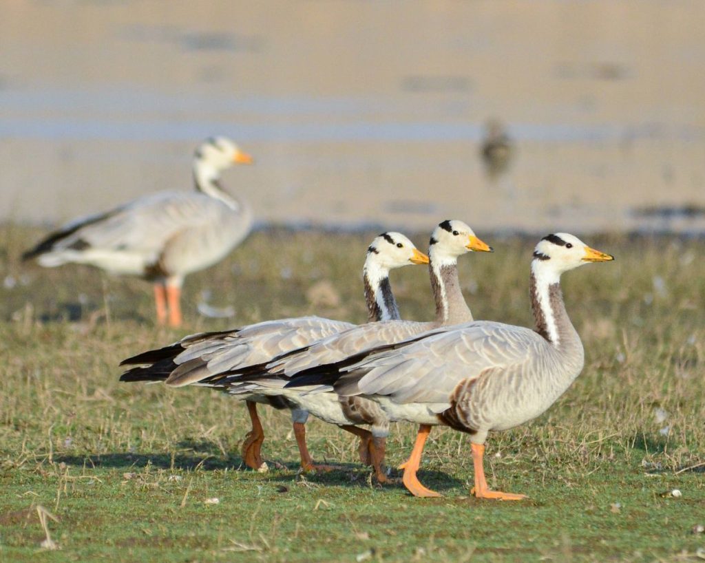 Bar-headed geese gathered in the Jawai wetlands