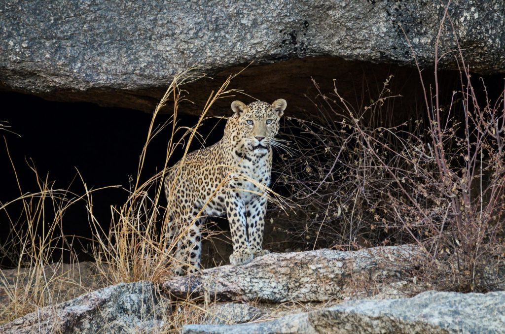 Leopard resting inside a granite cave in Jawai