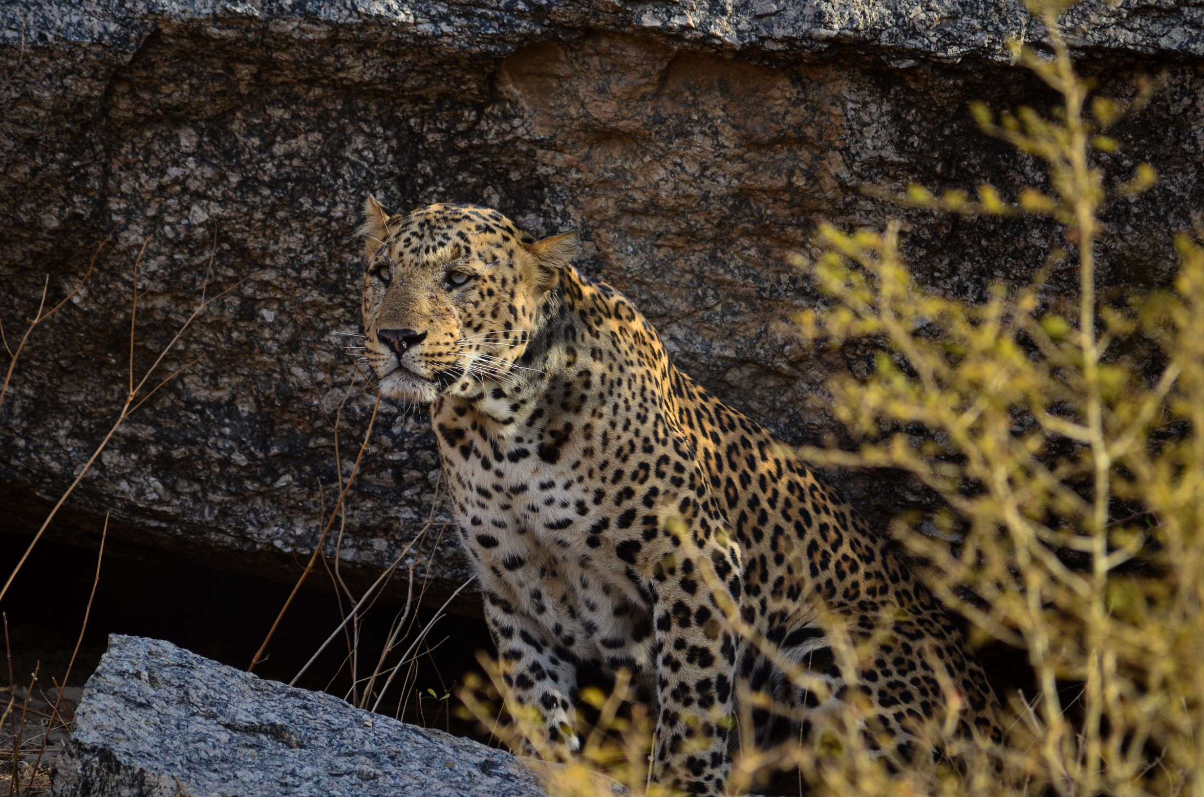 Leopard resting at a granite den in Jawai