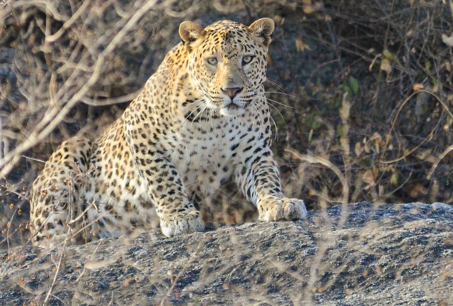 Morning Leopard Safari, photograph 1 of 4