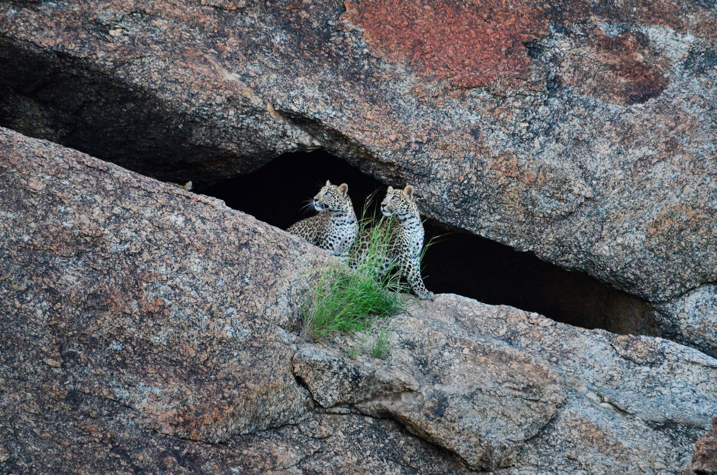 An Insider's Guide to Bera Leopard Safari