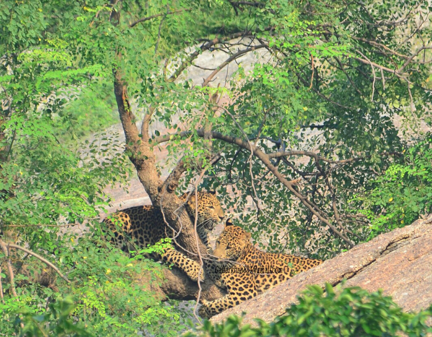 Two leopards resting in a leafy tree in Jawai