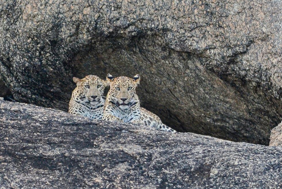 Evening Leopard Safari in Jawai