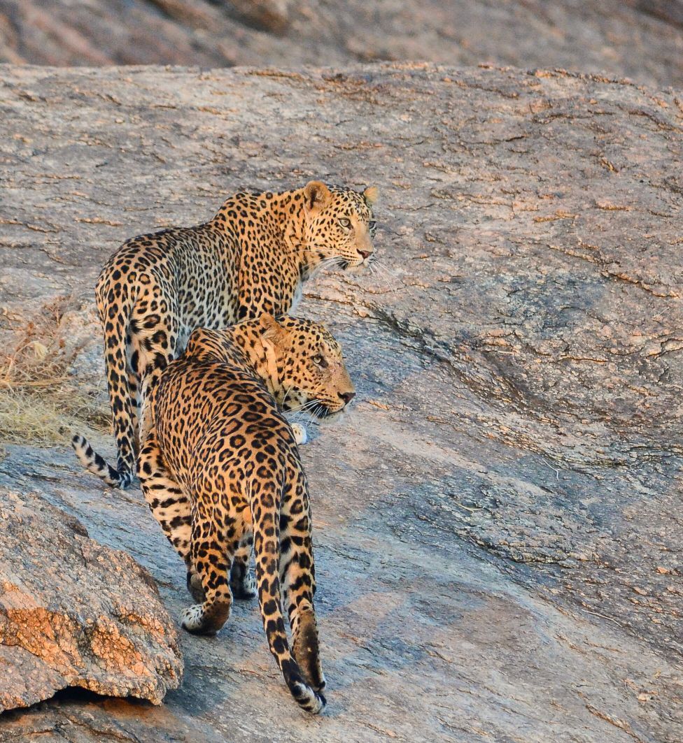 Leopard climbing a granite slope in Jawai