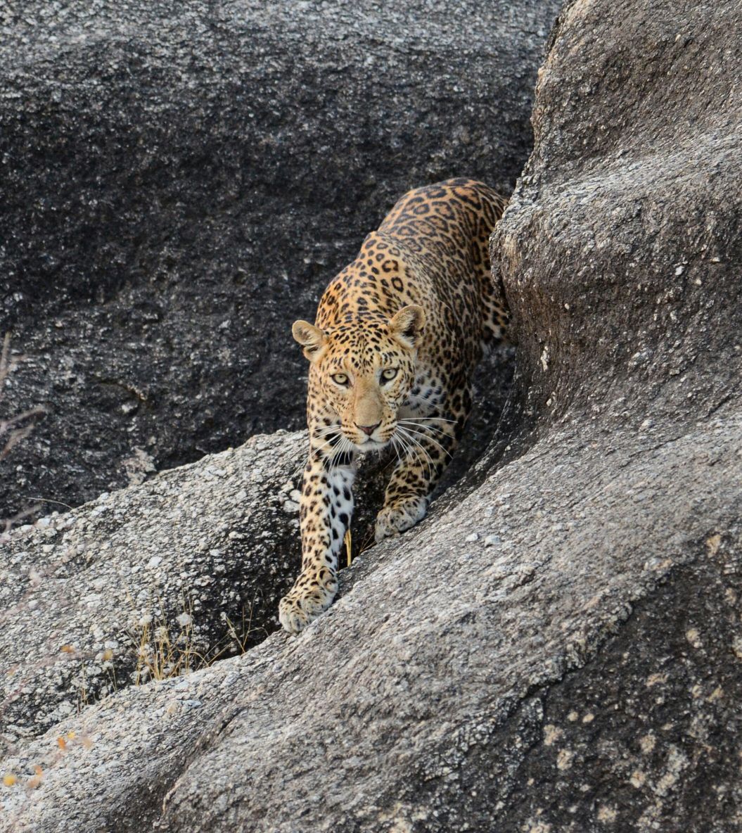 Leopard descending a granite hill in Jawai