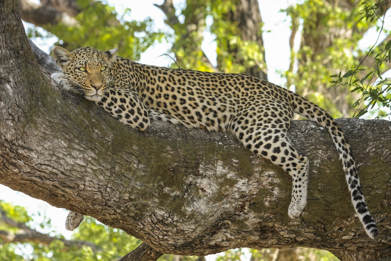 Wildlife Safari In Jawai Bandh