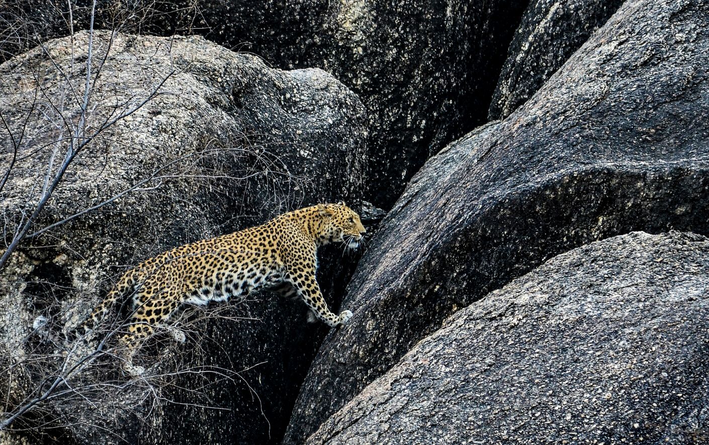 Leopard walking across Jawai's granite terrain