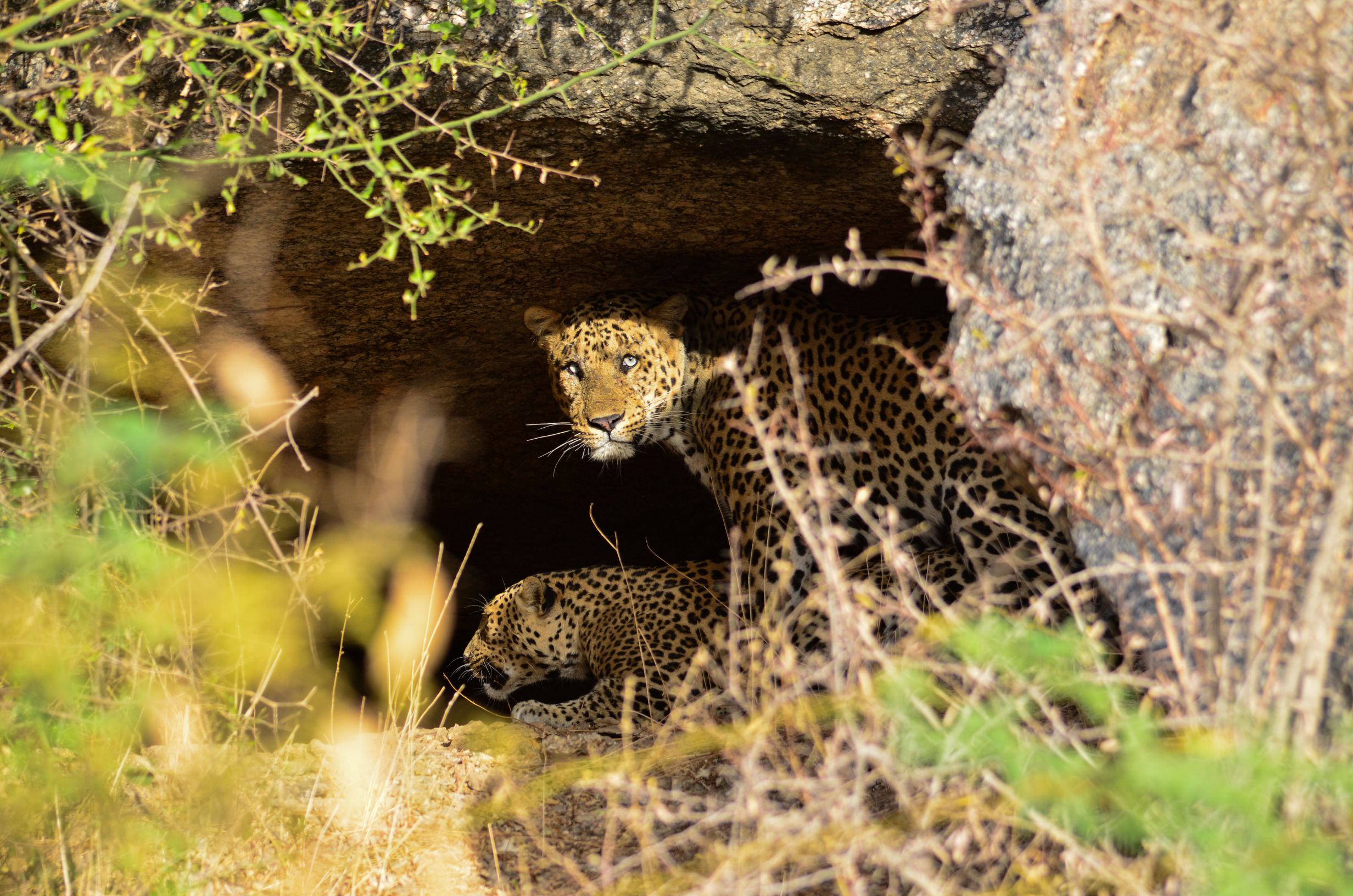 Leopards sheltering at a cave entrance in Jawai